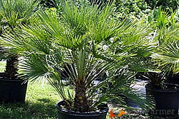 Uimitor palmier Hameorops - caracteristici de îngrijire la domiciliu