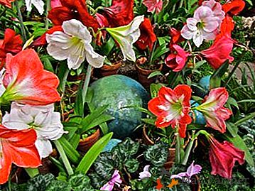 Iznenađujuće cvijeće obitelji sjenica Hippeastrum: sorte, sorte, fotografije