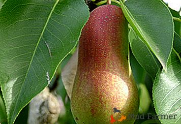Goût étonnant et forme de la variété de poires Talgar beauté