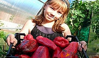 Дивно смачний і неймовірно корисний перець - сорт "Какаду": вирощування та розведення