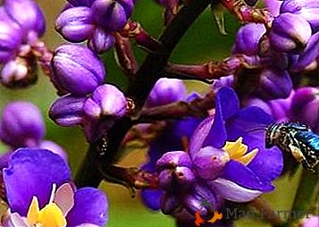 Increíble planta exótica - "Dichorizandra": foto y descripción de enredadera