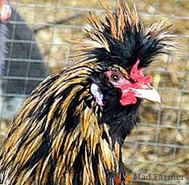 Incrível combinação de decorativeness e postura de ovos - raça Pavlovskaya de galinhas