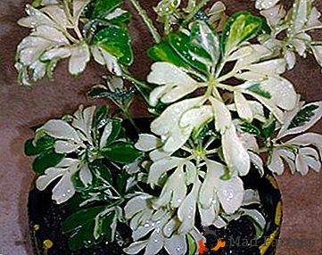 Niesamowite piękno rośliny "Jeanine Scheffler": zdjęcia i opieka w domu