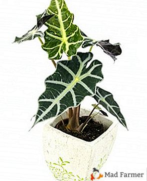 Assistenza domiciliare per Alocasia Polly: trapianto e allevamento, foto di una pianta