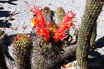 Starostlivosť o rastlinu "Kleistokaktus" a fotografie druhov