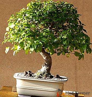 Cuidar de un árbol ornamentado - "bonsai style tree": plantar y fotos de setos