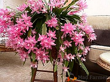 Cuidado para el "cactus - orquídea" "Epiphyllum" en casa