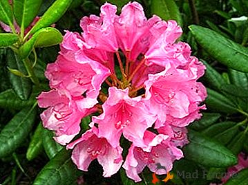 Skrb za rododendron pozimi: kako se skriti in pravilno pripraviti? Sorte in vrste, odporne proti zmrzovanju