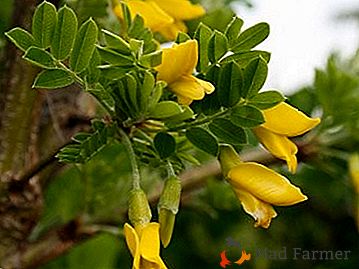 Un copac mirific unic cu proprietăți vindecătoare - Acacia galbenă