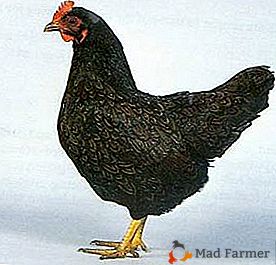 Colore unico e qualità eccellenti - pollo Barnevelder