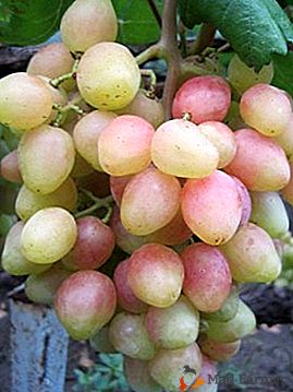 Variedade de uva rosa única de Anzhelika: descrição, características, sutilezas de cultivo