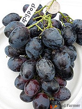 Edinstveno grozdje z jagodičasto nenavadno velikostjo - nekakšen Furor