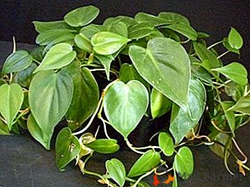 Unikatna hitro rastoča rastlina "Philodendron": domača oskrba, vrste