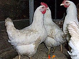Raza universal para el mantenimiento de la granja - pollos Hércules
