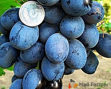 As uvas universais e deliciosas "Krasa Balka"