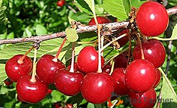 Variété universelle avec un excellent goût - Cherry Rovesnica