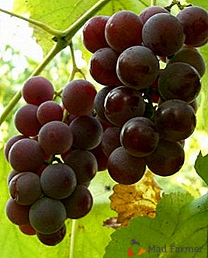 A variedade universal de uva "Lydia"