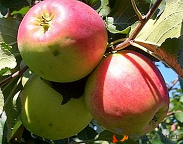Uniwersalna odmiana jabłek o wysokiej zawartości witamin - Uspienski