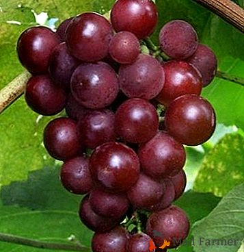 Variedad de uva de mesa universal "Alexander": descripción y características