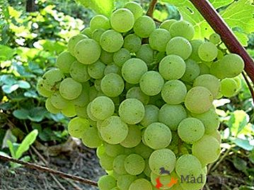 L'uva universale della selezione del Baltico - la varietà di Supaga