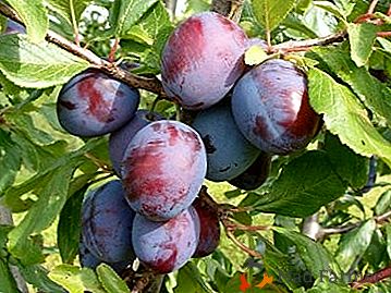 Crearea universală a crescătorilor - prune "Zarechnaya devreme"