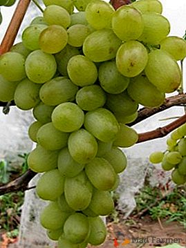 Variedad de uva mejorada y de gran escala "New Gift Zaporozhye"