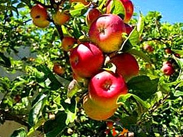 Отпорно на мрље и мраз - јабука дрво Алтаи Роси