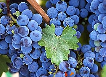 Resistente a geada uvas "Isabella": uma descrição da variedade, plantio e cuidado, foto