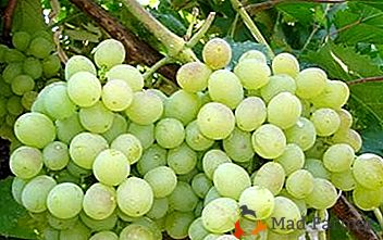 Strožje odporno namizno grozdje "Vostorg Belyi"