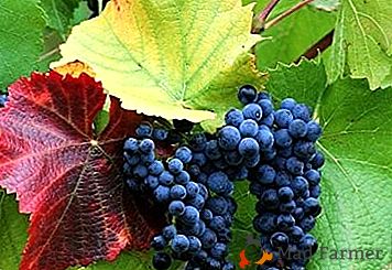 Variedad de vino estable - uvas "Krasen"