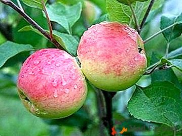 Nella Apple Spa i frutti saranno dati al melo Grushovka Moscow