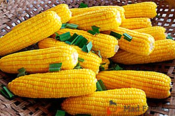 Vařené kukuřice: jak nejlépe uložit?