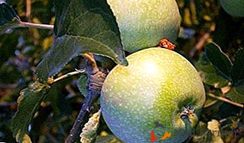 Budete si užívat ovoce a dlouhou životnost odrůdy jablek Kutuzovets