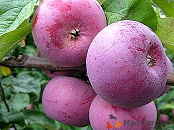 Você ficará surpreso com as frutas bonitas e suculentas da macieira "Framboesa da Bielorrússia"