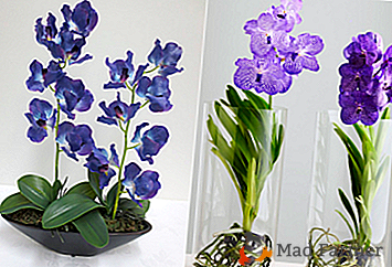 Les nuances importantes et les instructions les plus détaillées sur la façon de choisir une orchidée lors de l'achat