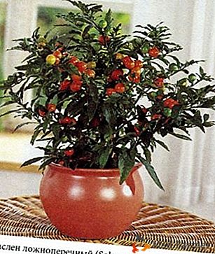 El arbusto de hoja perenne es la solanácea "Lazhnoperechny"