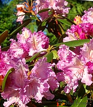 Evergreen Rhododendron Yakushiman