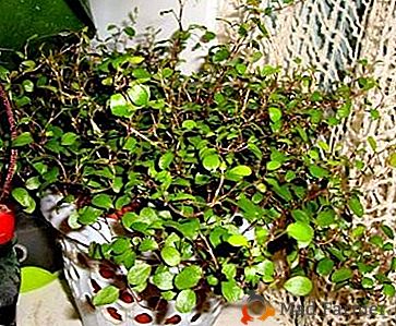 Вічнозелена декоративна рослина мюленбекія: фото і догляд в домашніх умовах