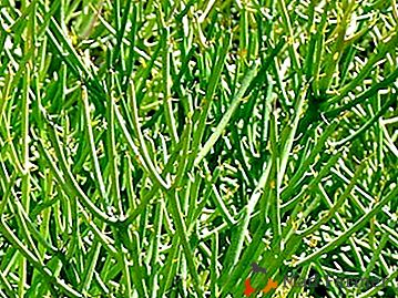 Вічнозелений Молочай тірукаллі - опис квітки з фото, догляд в домашніх умовах