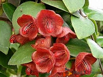 Veľkolepé dekoratívne kvety "Eshinanthus": jeho typy a fotografie