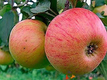 Magnifici frutti con un aroma meraviglioso - un melo della varietà "Orlik"