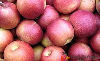 Las manzanas preciosas con un aroma agradable te darán una variedad de coreanos