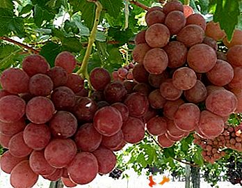 Великолепен хибриден сорт грозде Gurman: описание и особености на отглеждането