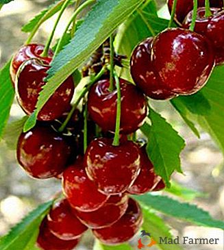 Un magnifico ospite dalla Bielorussia - Cherry Cherry