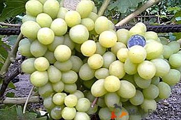 Uma grande variedade de uvas híbridas - Valek