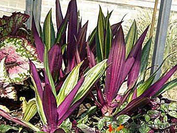 Velkolepá rostlina s celoročním květem - Reo motley: fotografie a pravidla péče