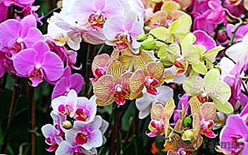 Избираме в коя почва да трансплантираме орхидея: какво да търсим и какви грешки трябва да се избягват?