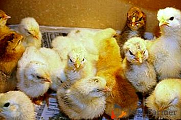 Избиране и отглеждане на пилета у дома