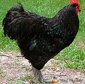 Un risultato eccezionale degli allevatori di pollame sono le galline del Master Grey