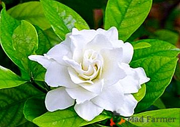 Tipos de gardenia: Tahitian, royal, carinate y otras variedades populares